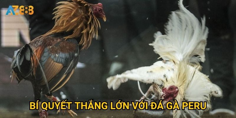 Vì sao đá gà peru tại Az888 ngày càng được quan tâm? 3 Bí quyết thắng lớn với đá gà peru