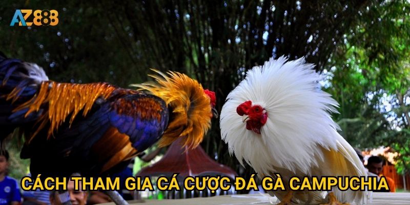 Điều gì làm nên sức hấp dẫn của đá gà campuchia trên Az888? 3 Cách tham gia cá cược đá gà campuchia