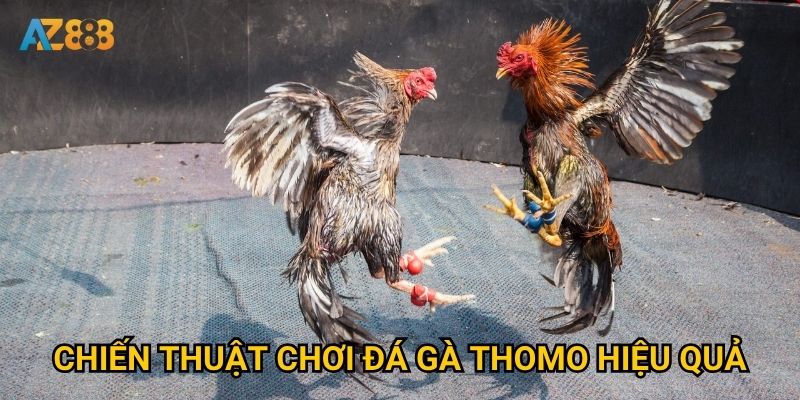 Tại sao đá gà thomo tại Az888 lại thu hút đông đảo người chơi? 3 Chiến thuật chơi đá gà thomo hiệu quả