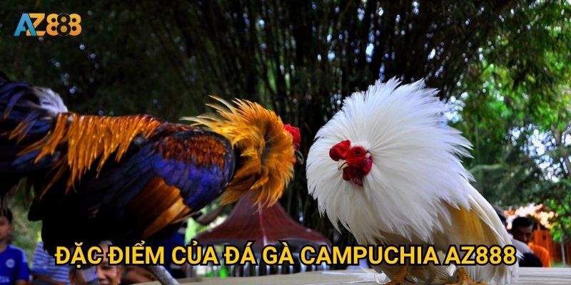 Điều gì làm nên sức hấp dẫn của đá gà campuchia trên Az888? 2 Đặc điểm của đá gà campuchia Az888