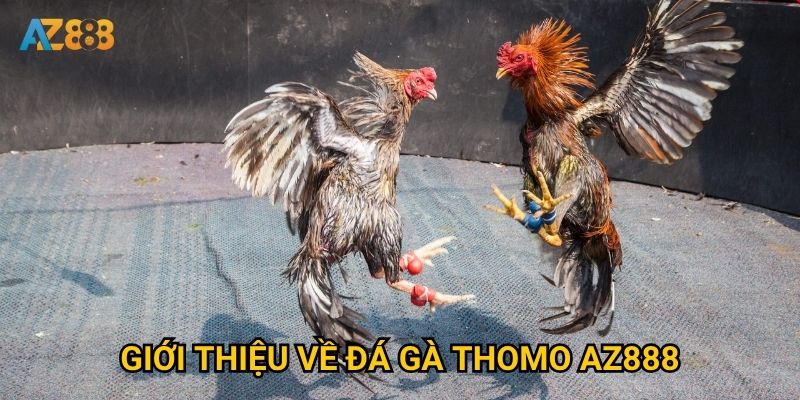 Tại sao đá gà thomo tại Az888 lại thu hút đông đảo người chơi? 2 Giới thiệu về đá gà thomo Az888