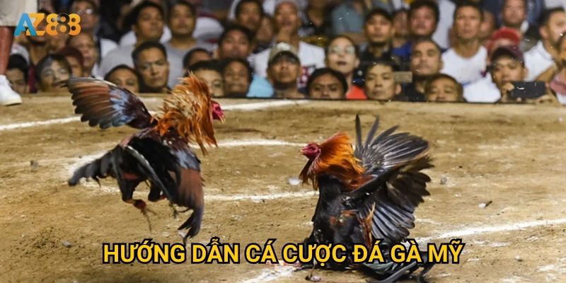 Tại sao đá gà mỹ lại trở thành món ăn tinh thần tại Az888? 3 Hướng dẫn cá cược đá gà mỹ