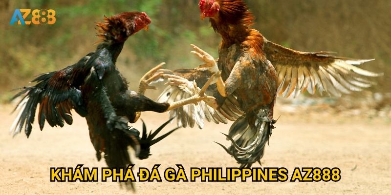 Có gì đặc biệt về đá gà philippines mà Az888 được yêu thích? 2 Khám phá đá gà philippines Az888