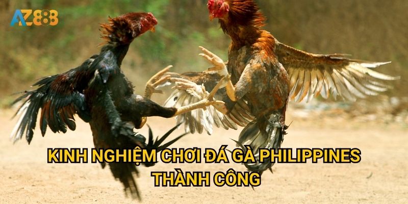 Có gì đặc biệt về đá gà philippines mà Az888 được yêu thích? 3 Kinh nghiệm chơi đá gà philippines thành công